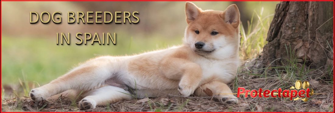 A Shiba Inu dog laying on the ground against a tree promoting the Protectapet dog breeders directory and lists in Spain.